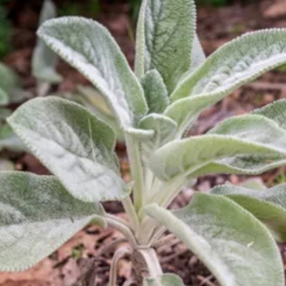 Lambs Ear Plants 4 for $20 - Picture 2 of 4